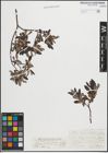Foto von Salix grandifolia Ser. x Salix purpurea L.
